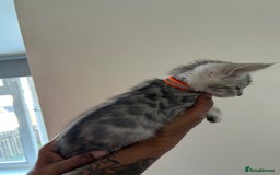 Bengal cats for sale: Bengal x Maine coon  - Image 10