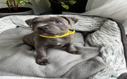Staffordshire Bull Terrier dogs for sale: 🔷 Pharaon Champion Line Pups 🔷 in Wolverhampton - Image 23