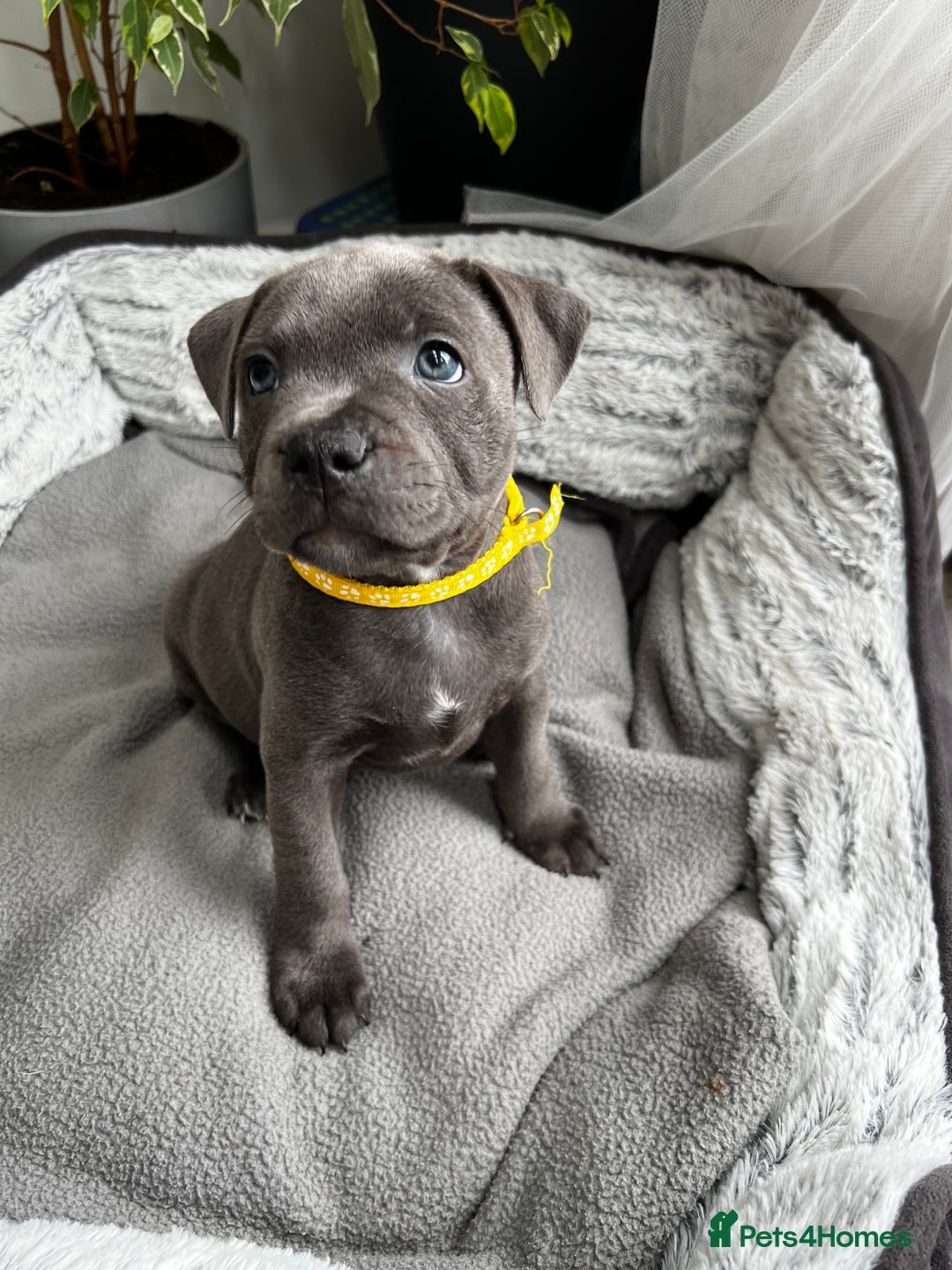 Staffordshire Bull Terrier dogs for sale: 🔷 Pharaon Champion Line Pups 🔷 in Wolverhampton - Image 23