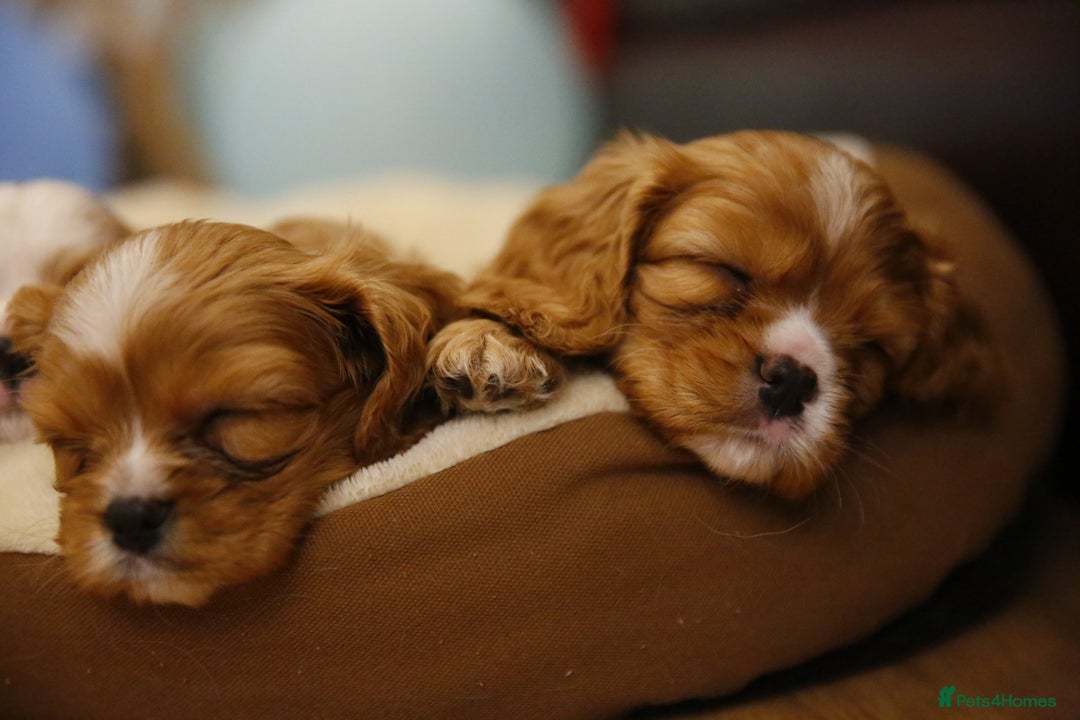 Cavalier King Charles Spaniel dogs for sale: Pure breed cavalier King Charles puppies - Advert 27