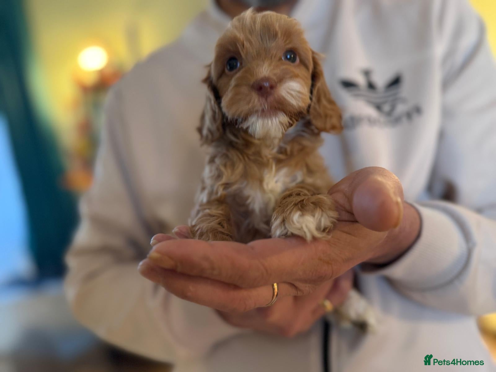 Cockapoo dogs 🪷Cockapoo Pups Quality,Charming,Gentle Hearts🪷 - Advert 14