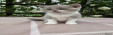 British Shorthair 2