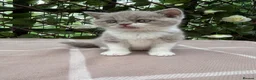 British Shorthair cats for sale: Lilac bi British shorthairs  - Advert 3
