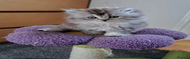 British Longhair 2