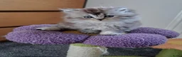 British Longhair cats for sale: Gorgeous BLH&BSH kittens in Tipton - Advert 3