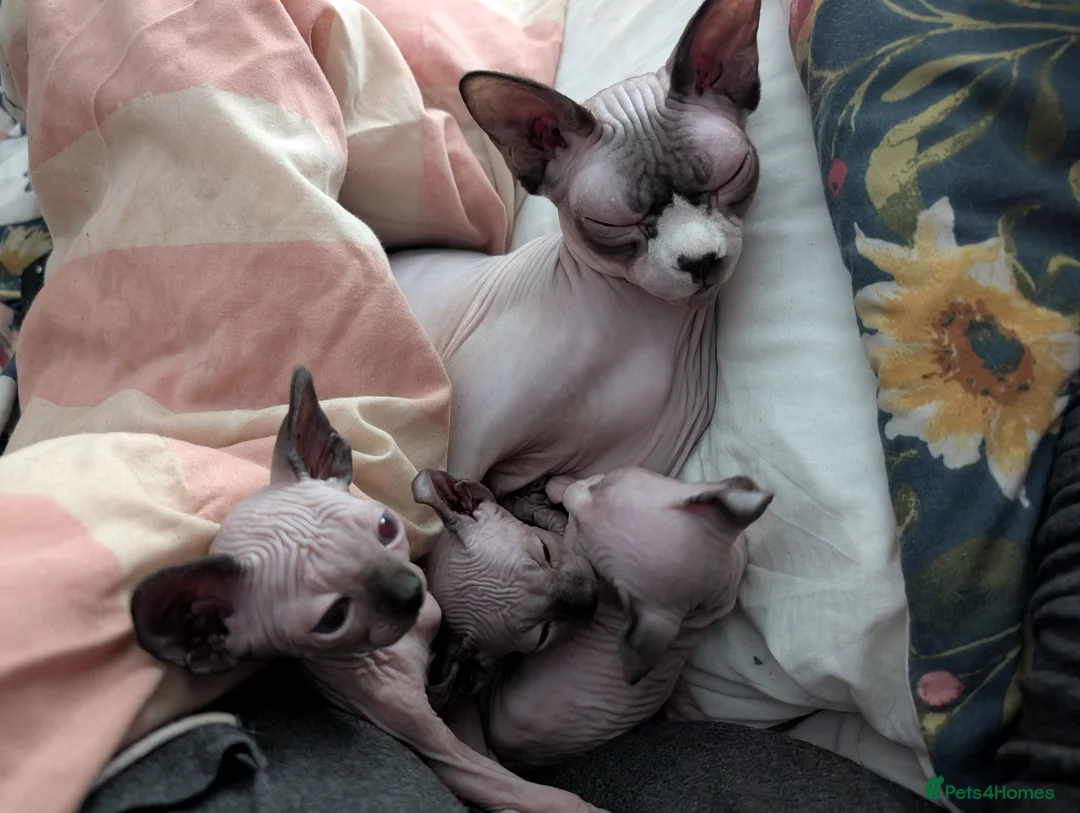 Sphynx cats for sale: Sphynx kittens  - Advert 13