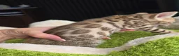 Bengal cats for sale: Outstanding rosetted brown bengal girls and boys🔥 - Advert 18