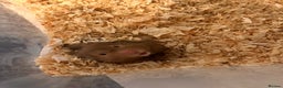 Hamster rodents for sale: HAMSTER,CAGE & ACCESORIES - Advert 2