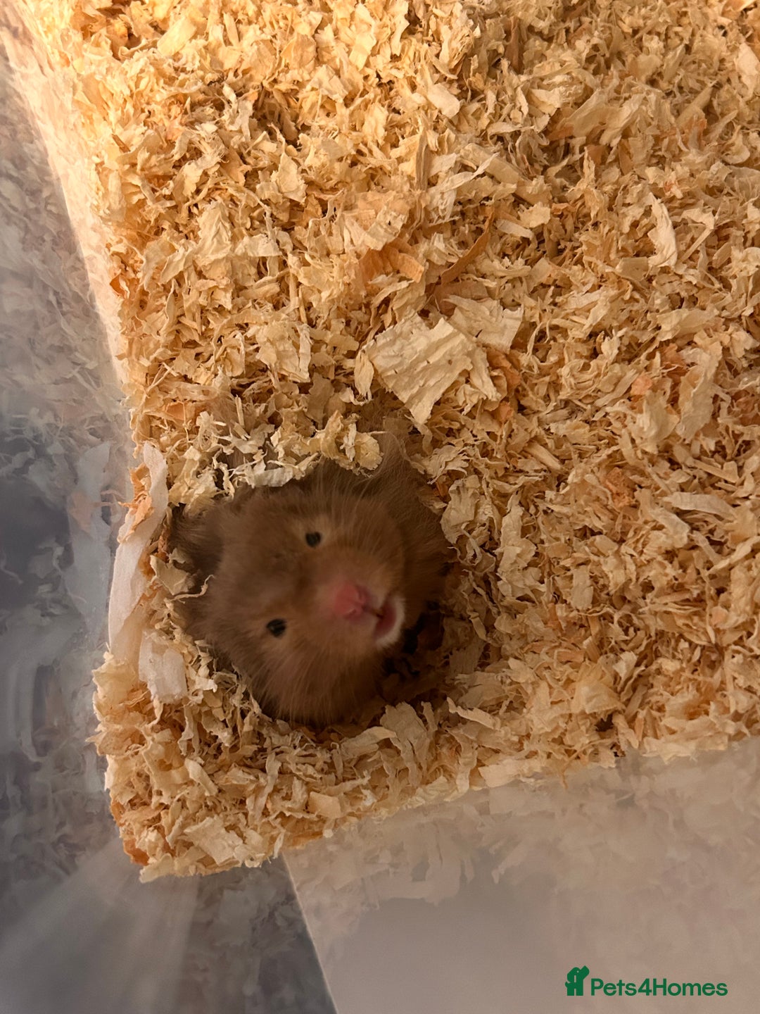 Hamster rodents for sale: HAMSTER,CAGE & ACCESORIES - Advert 2