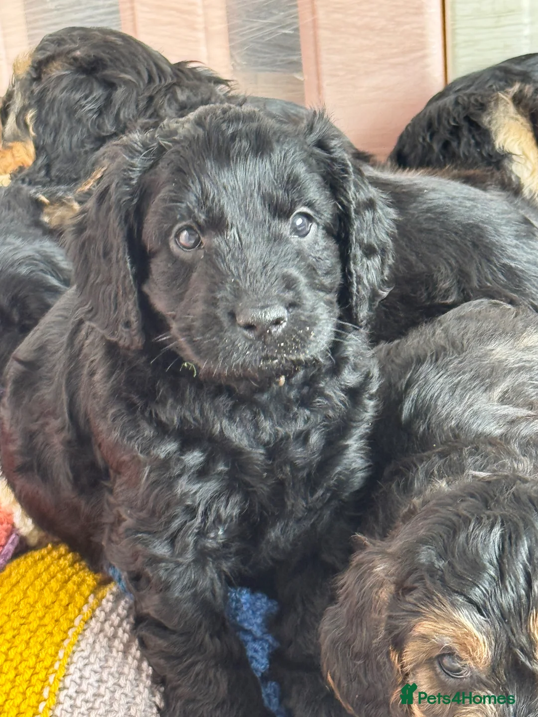 Cockapoo dogs for sale: Cockapoo puppies *1 left* - Advert 1