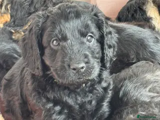 Cockapoo dogs Cockapoo puppies *1 left* - Advert 1