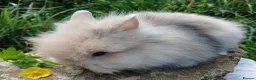 Lionhead rabbits for sale: Stunning DM Lionhead baby rabbits  - Advert 11