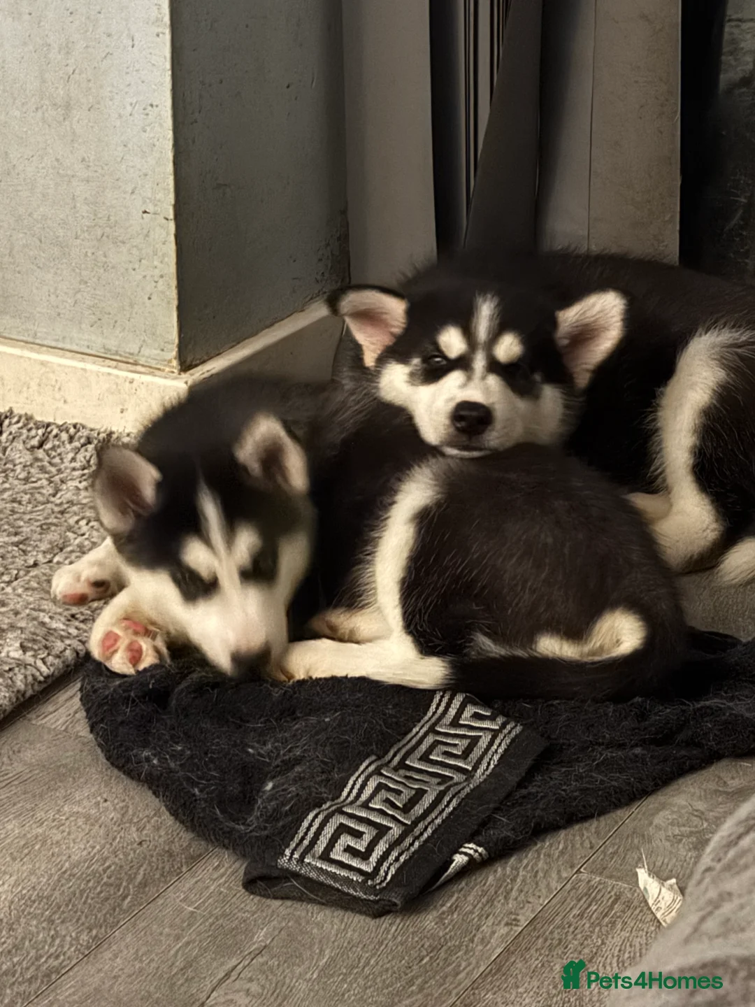 Siberian Husky dogs for sale: 2 husky pups for sale  - Advert 11