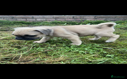Mixed Breed dogs for sale: Pug x staffy pups REDUCED - Image 8