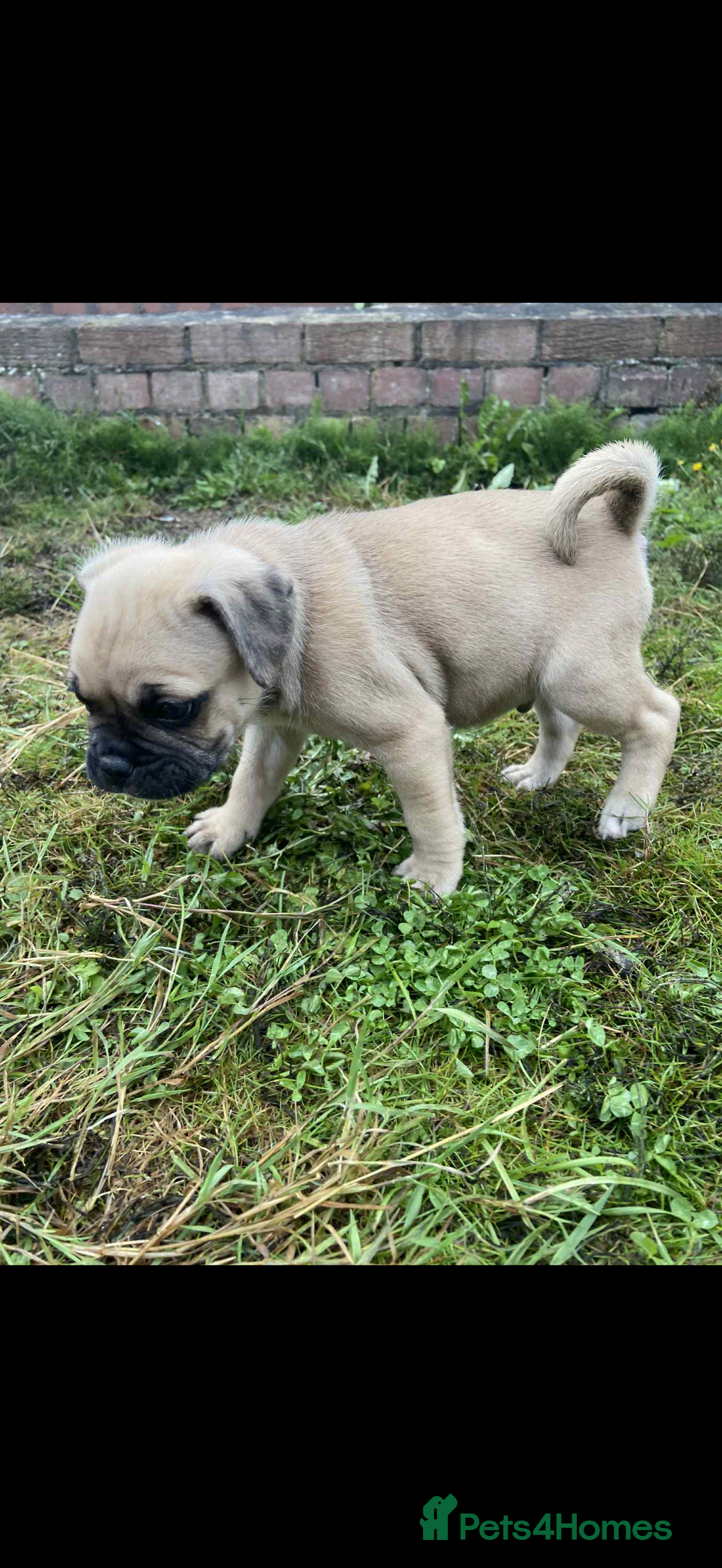 Mixed Breed dogs for sale: Pug x staffy pups REDUCED - Image 8