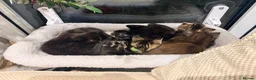 Maine Coon cats for sale: Adorable 7 Week Old Kittens – Ready Soon 🐾 - Advert 7