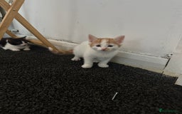 Mixed Breed cats for sale: 2 female kittens  - Image 5