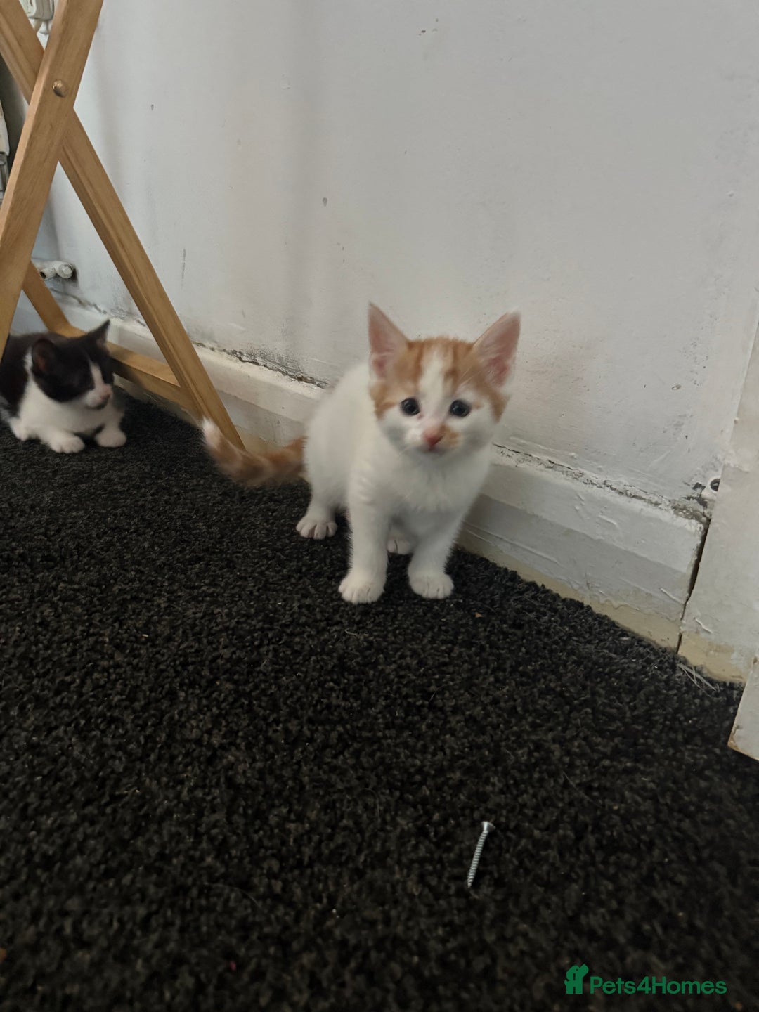 Mixed Breed cats for sale: 2 female kittens  - Image 5