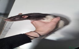 Rat rodents for sale: 4 Male rats for sale  - Image 3