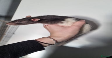 Rat rodents - Advert 5