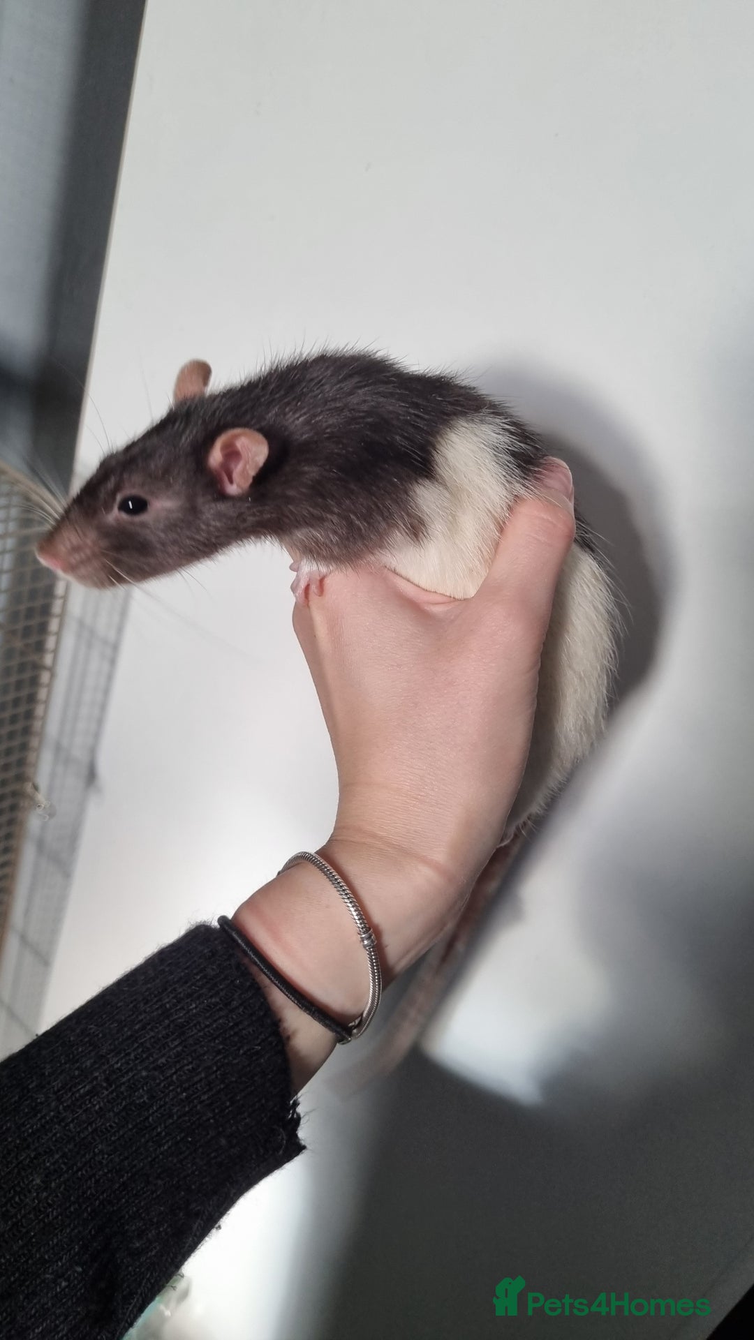 Rat rodents for sale: 4 Male rats for sale  - Image 3
