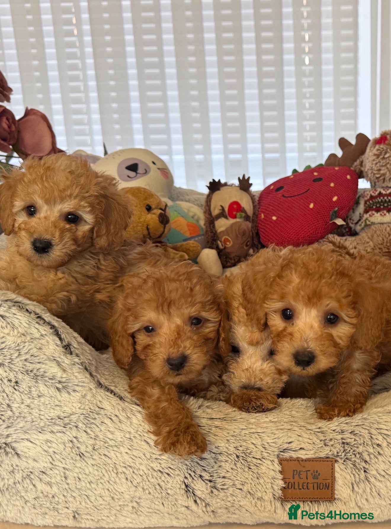 Toy Poodle dogs 5 star Tiny Toy Poodles puppies 🐶 raised with ❣️ - Advert 1