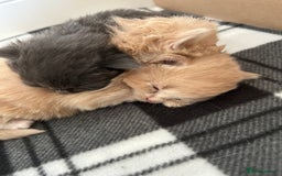 British Longhair cats for sale: Beautiful British longhair kittens - Image 1