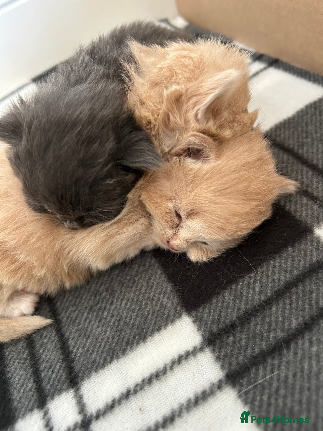 British Longhair cats for sale: Beautiful British longhair kittens - Image 1