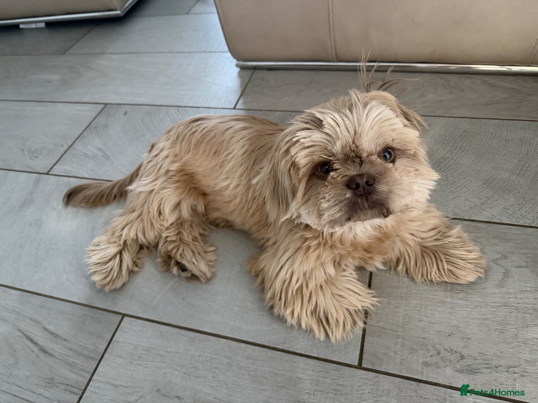 Shih Tzu dogs Beautiful rare liver nose hazel eyed lavender boy  - Advert 3