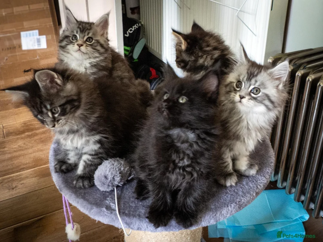 Maine Coon cats for sale: Lovely Maine Coon Kittens–5Available–Family Raised - Advert 1
