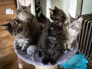 Maine Coon cats Lovely Maine Coon Kittens–5Available–Family Raised - Advert 6