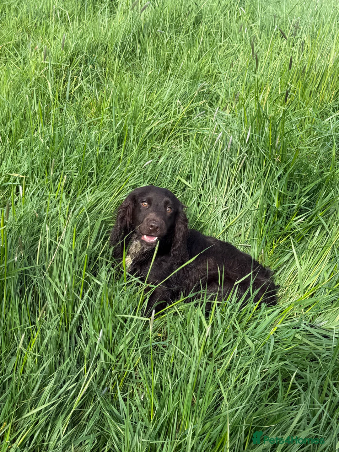 Cocker Spaniel dogs for sale: cocker spaniel dog - Advert 5
