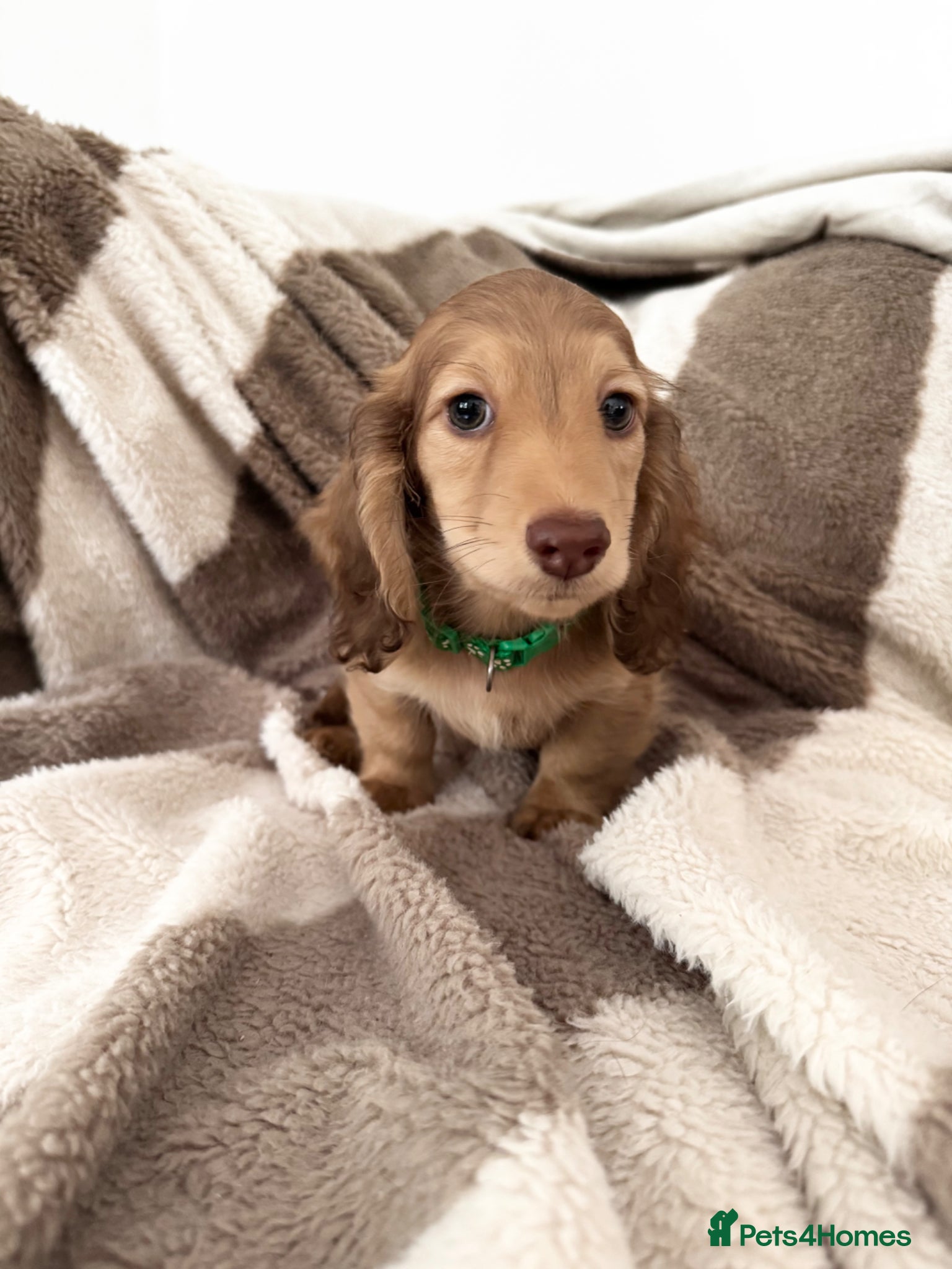 Miniature Dachshund dogs Miniature dachshund puppies longhaired - Advert 2