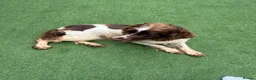 English Springer Spaniel dogs for sale: 🐾❤️ OUR BEAUTIFUL COCO – LOOKING FOR FOREVER HOME - Advert 4