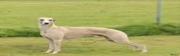 Whippet dogs for sale: Outstanding kc whippet - Advert 10
