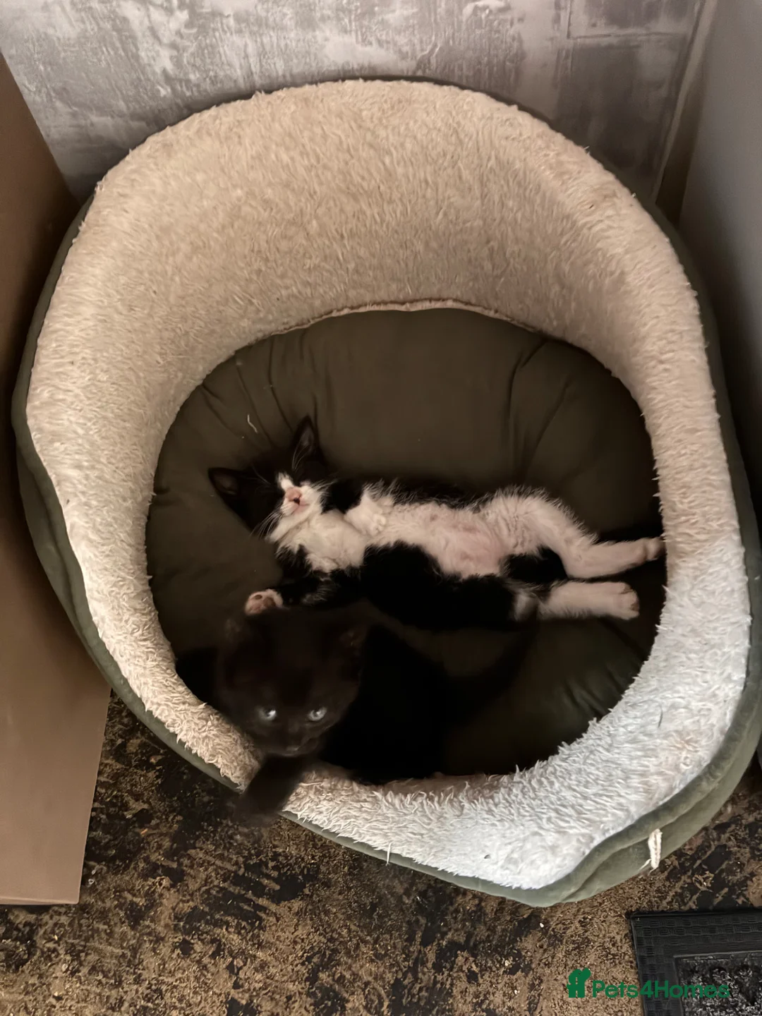Mixed Breed cats for sale: Black, black and white tabby kittens.  - Advert 2
