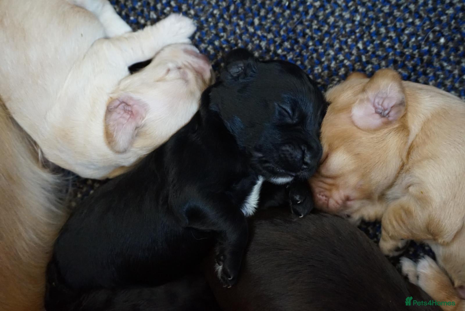 Cocker Spaniel dogs for sale: Cocker Spaniel puppies in Diss - Advert 14