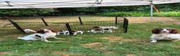 English Springer Spaniel dogs for sale: Top Tier Working Spaniels in Aldershot - Advert 7