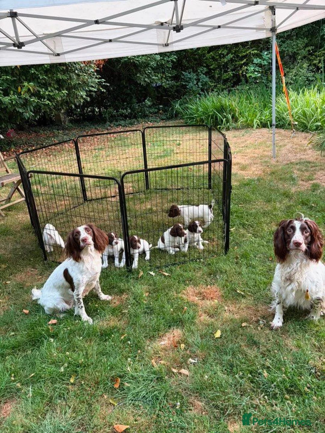 English Springer Spaniel dogs for sale: Top Tier Working Spaniels in Aldershot - Advert 7