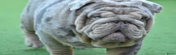 English Bulldog dogs for sale: Like Father Like Son 1 Male pup available in Burnley - Advert 21