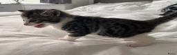 Mixed Breed cats for sale: 3 males, 1 female from loving family home - Advert 21