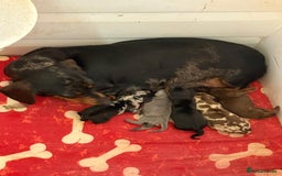 Miniature Dachshund dogs for sale: Stunning rainbow litter mini dachshunds - Advert 2