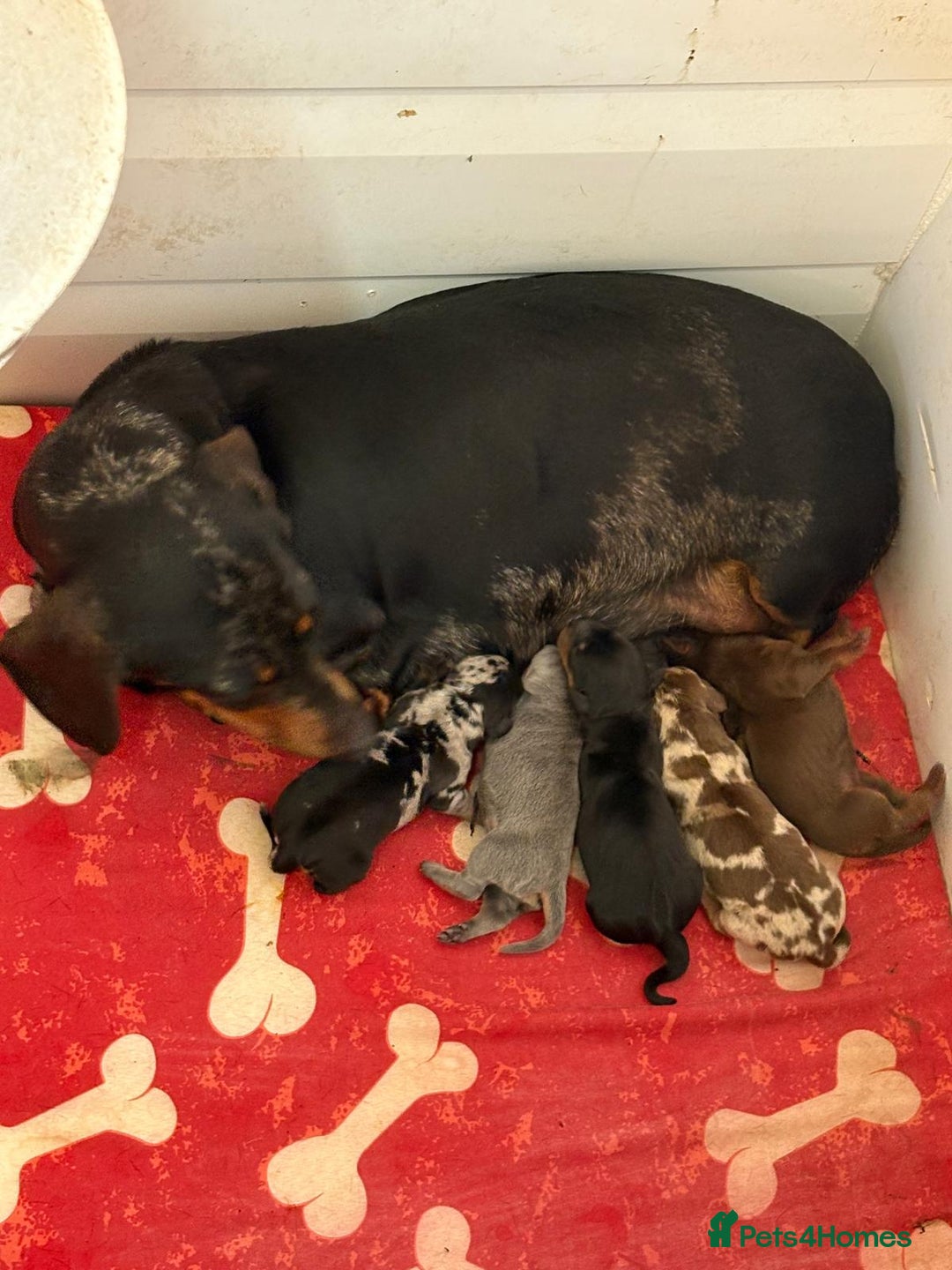 Miniature Dachshund dogs for sale: Stunning rainbow litter mini dachshunds - Advert 2