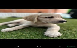 Golden Retriever dogs for sale: Beautiful Golden Retriever Puppies - Image 16
