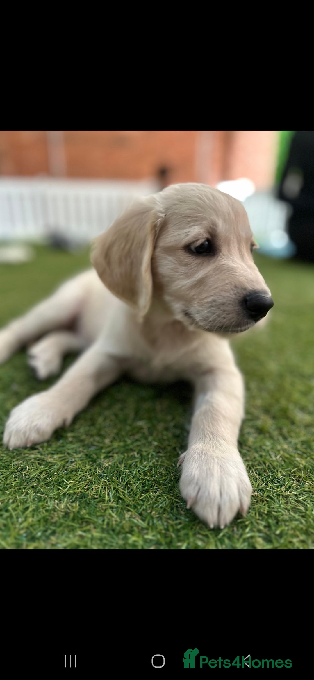 Golden Retriever dogs for sale: Beautiful Golden Retriever Puppies - Image 16