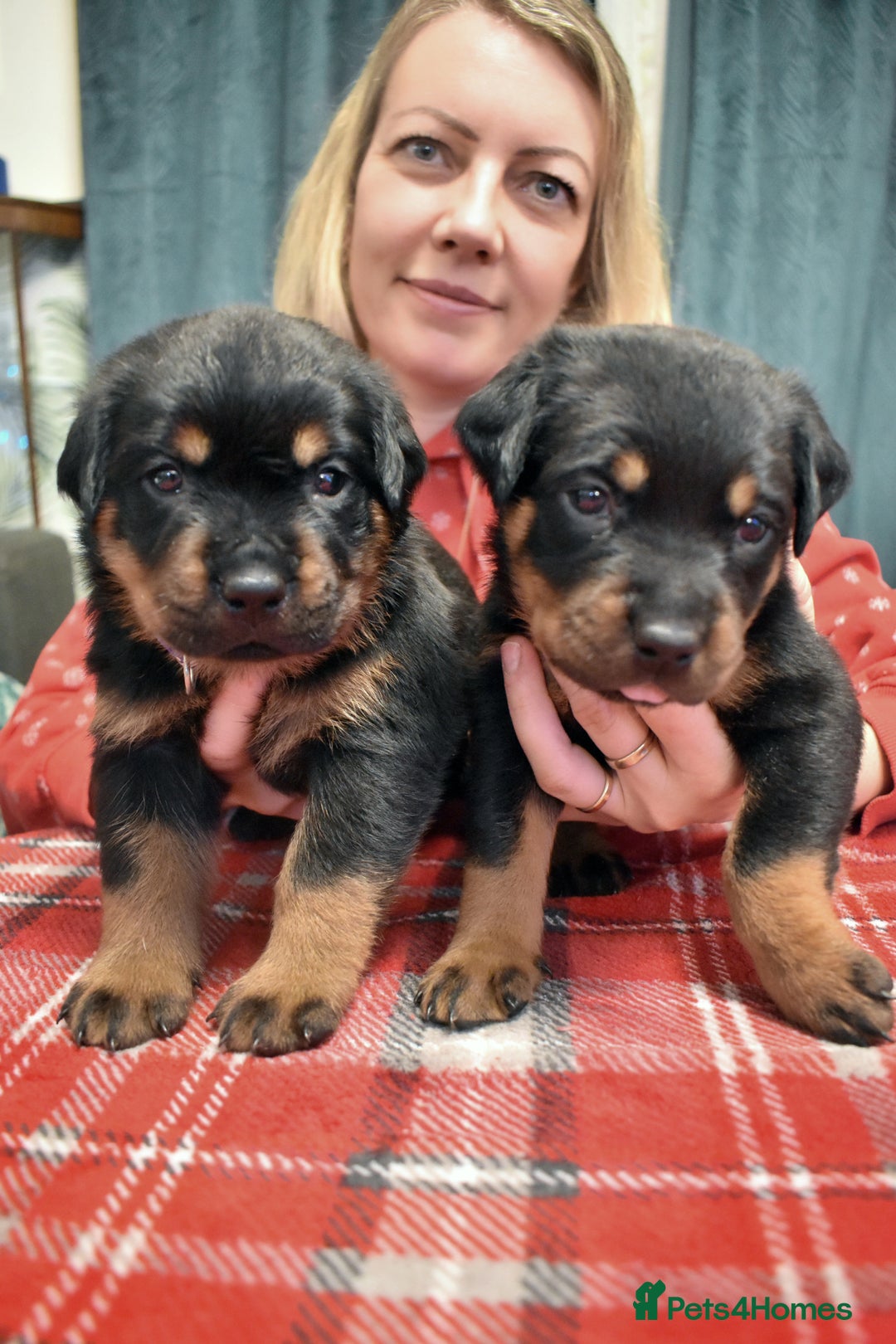 Rottweiler dogs for sale: KC chunky rottweiler puppies - Advert 19