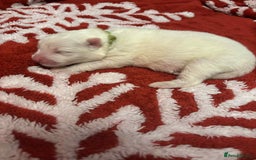 Samoyed dogs for sale: KC reg. Samoyed puppies with champ bloodline  - Advert 7