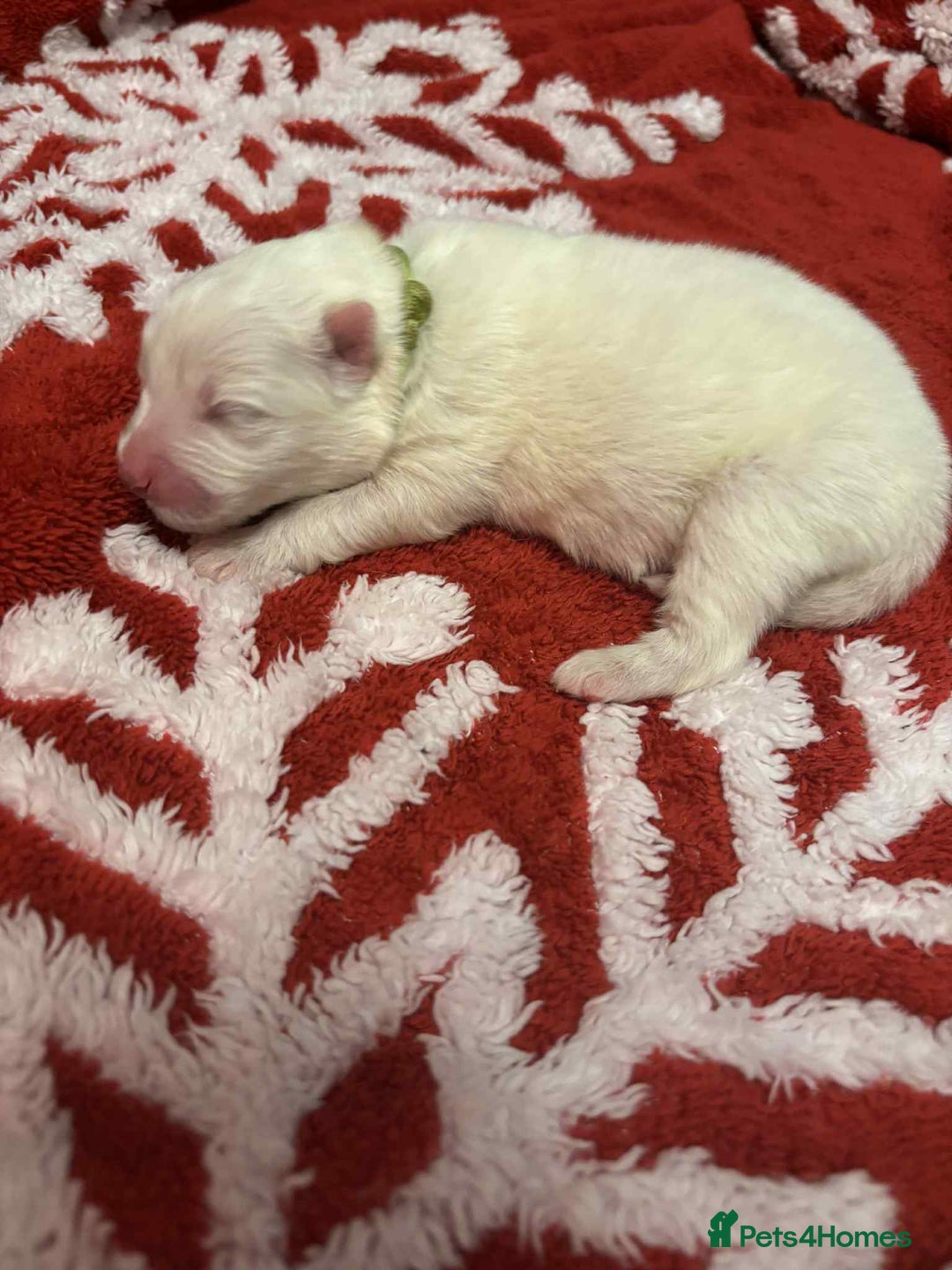 Samoyed dogs for sale: KC reg. Samoyed puppies with champ bloodline  - Advert 7