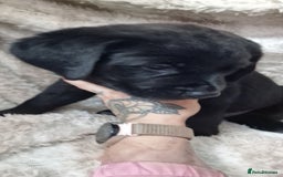 Mixed Breed dogs for sale: Rottador puppies for sale - Image 9