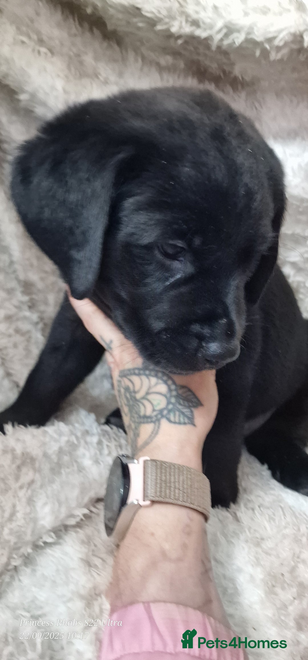 Mixed Breed dogs for sale: Rottador puppies for sale - Image 9